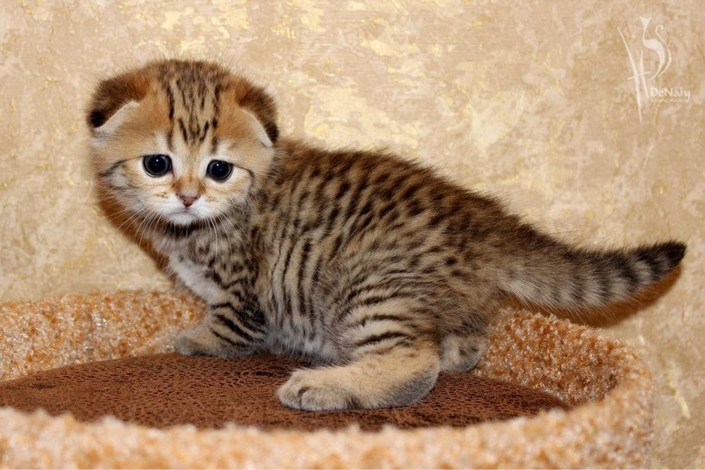 вислоушки котятта