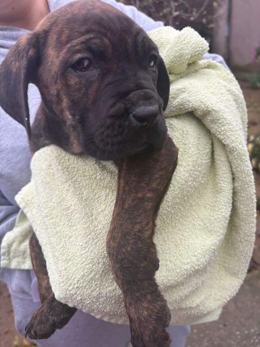 cane corso mascul