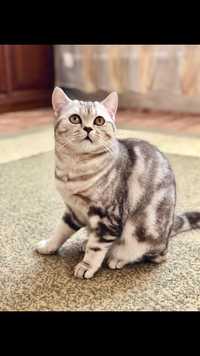 Молодой,опытный шотландский прямоухий кот (скоттиш страйт) для вязки