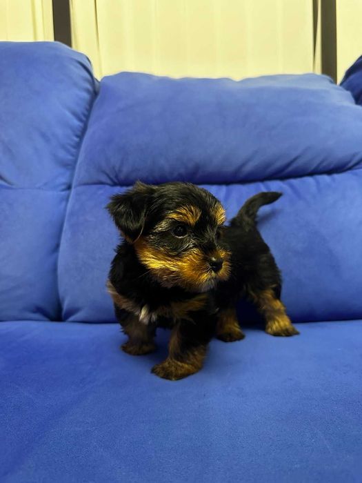 Йоркширски териер, мъжко