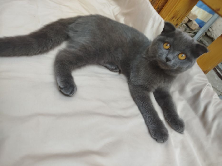 Кошка порода скотиш фолд