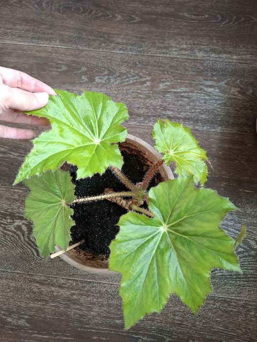 Бегония комнатные растения