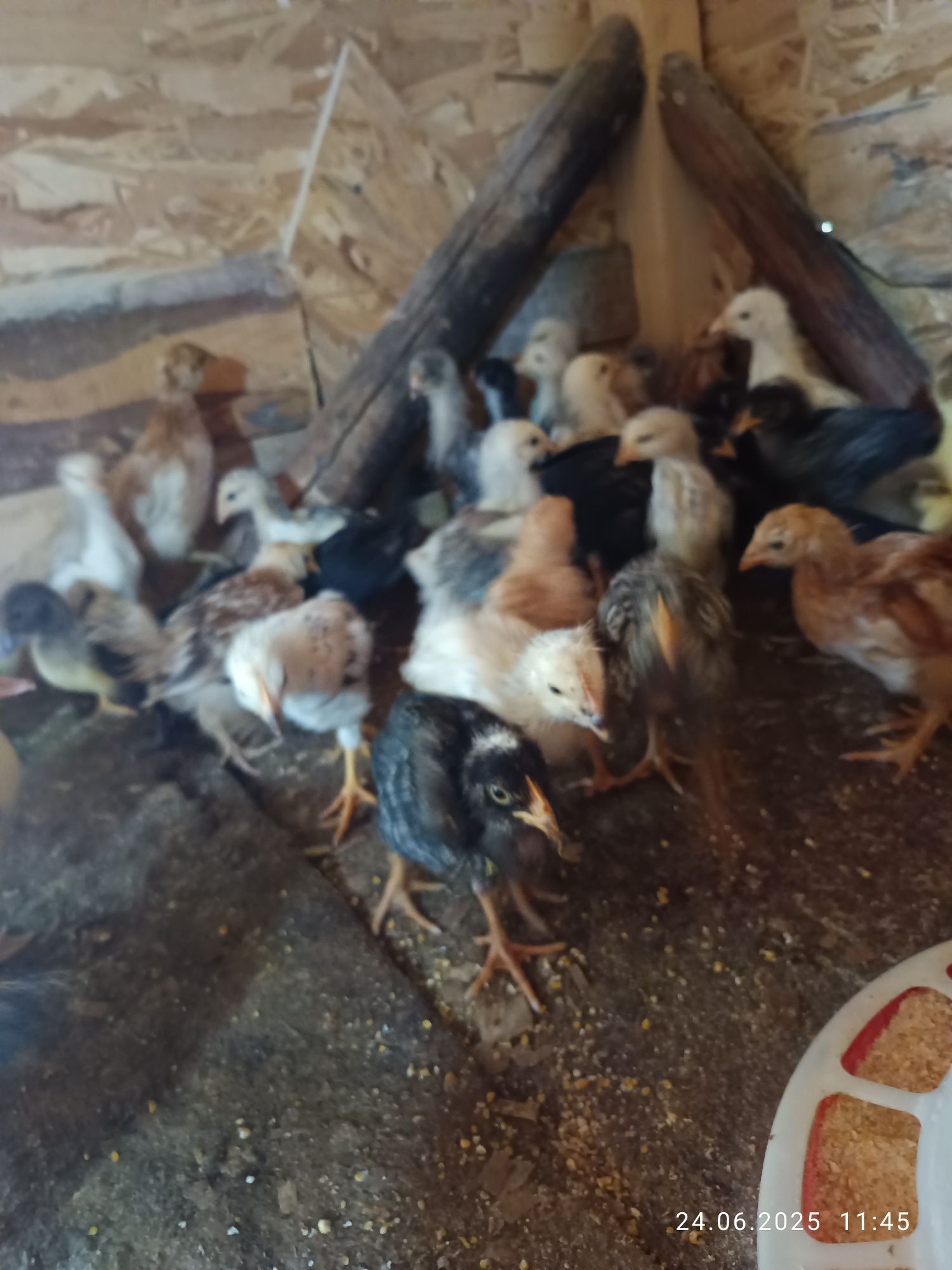 vand puișori mari și boboci de gasca
