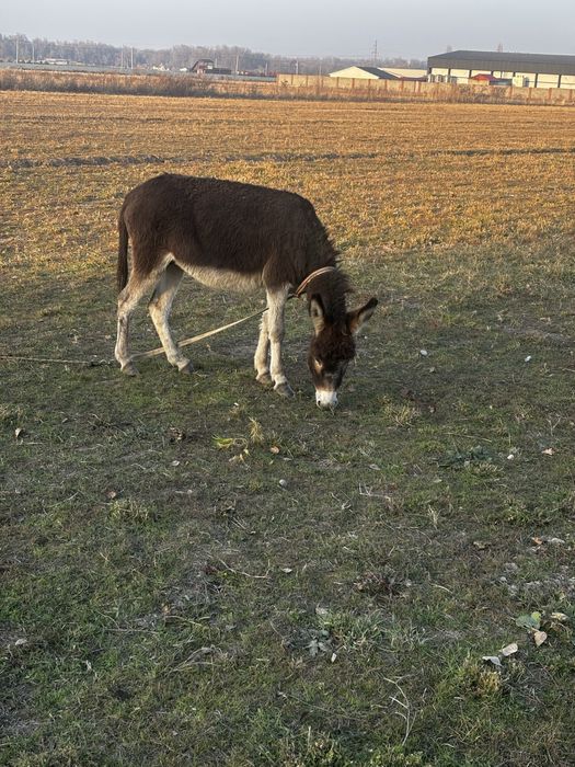 Осел с осленком
