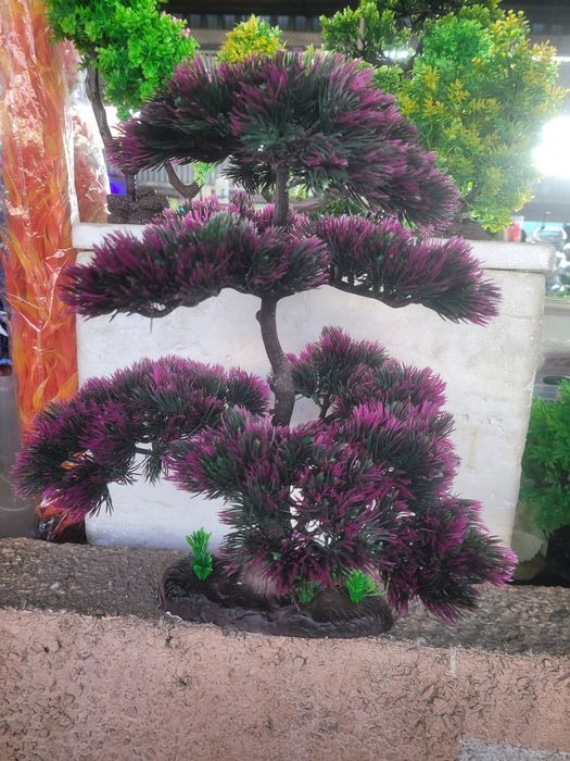 Аквариумные растения , деревья.