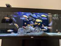 Acvariu 240l Juwel