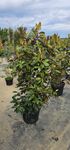 Magnolie glandiflora