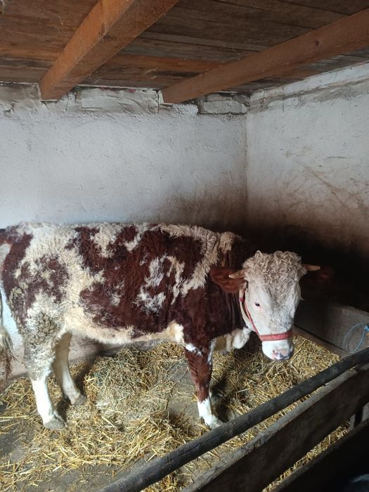 Junică de afataare de vânzare mai multe detalii la Nr tlf