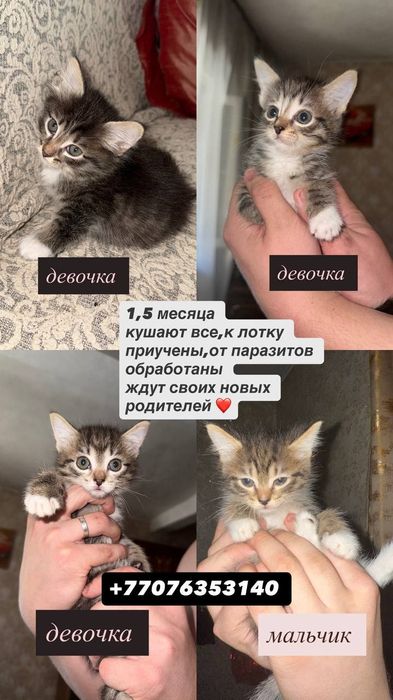 Отдам котят в добрые руки
