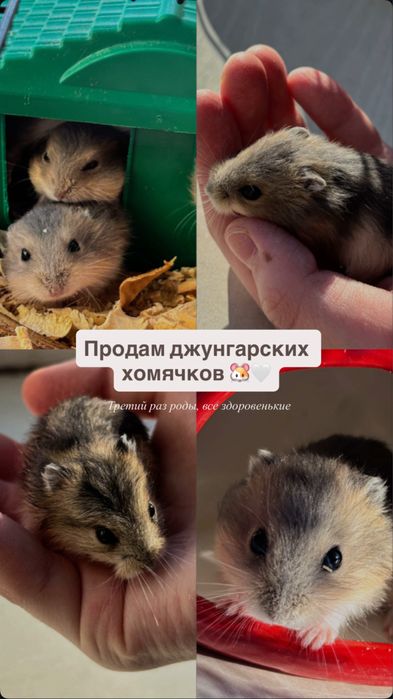 Джунгарские хомячки