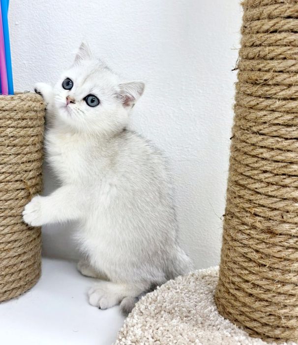 Два британских котика