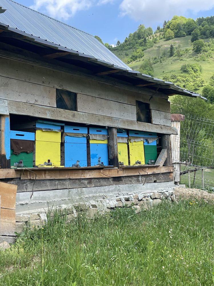 Vand 5 familii de albine