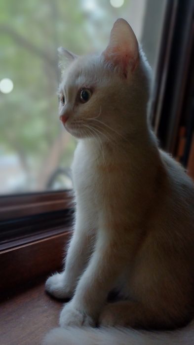 Шотландский страйд