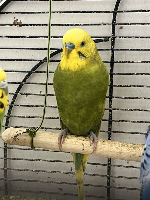 Vând peruși deoarece nu mai sm timp să îi cresc se vinde cu 50 ron