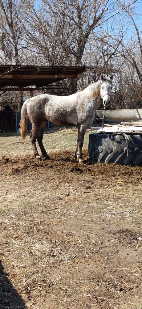 Продам айгыр