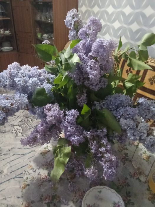 Кустарники, цветы, плодовые деревья, вишня, сирень, ягоды