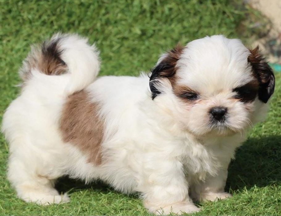 Bichon  havanez  fetiță