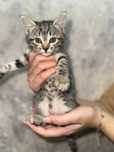 Котята здоровые, игривые, приучены к лотку и когтеточке.