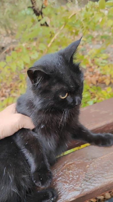 Кошка срочно ищет дом