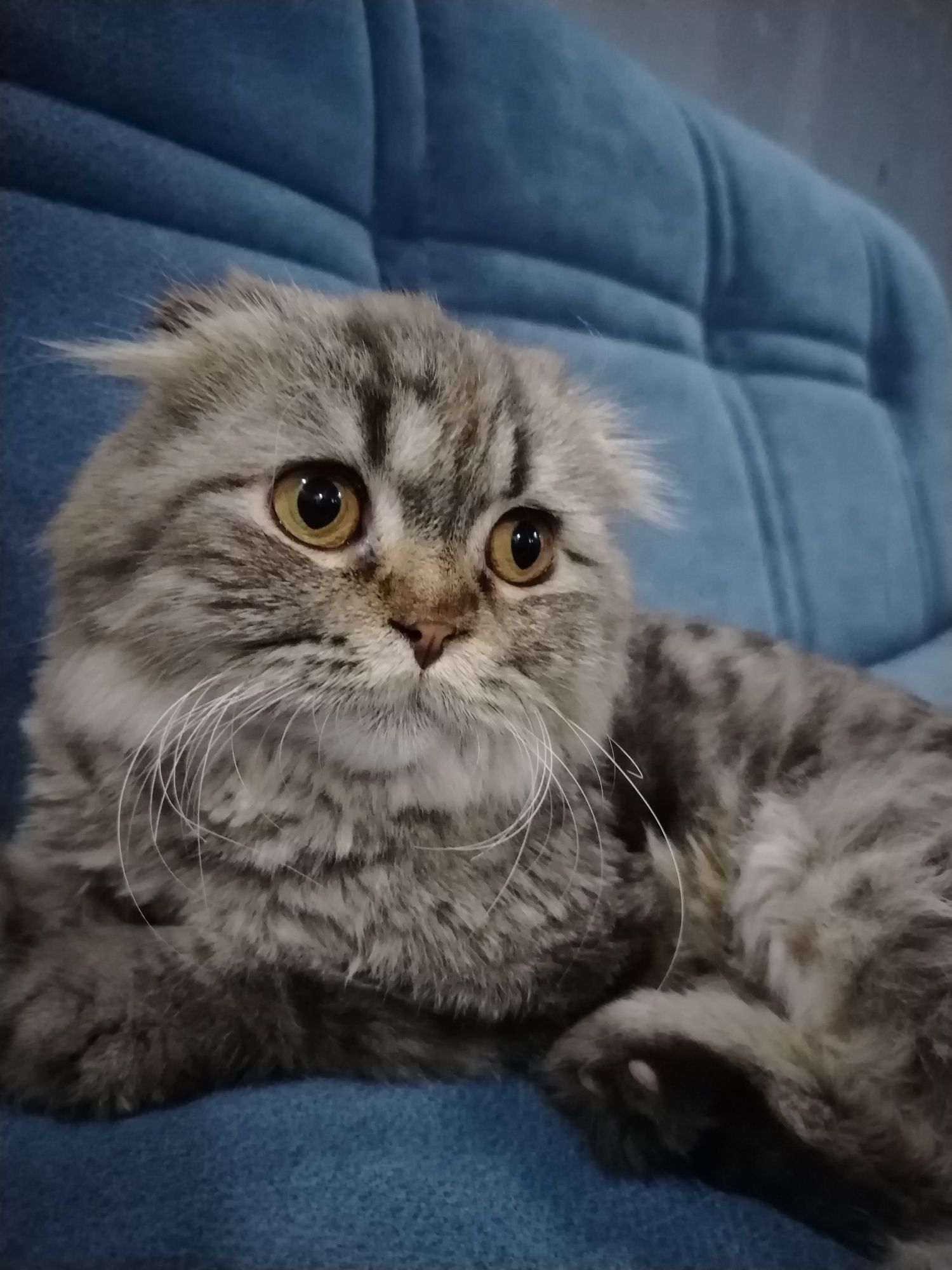Scottish Fold mushugi sotiladi