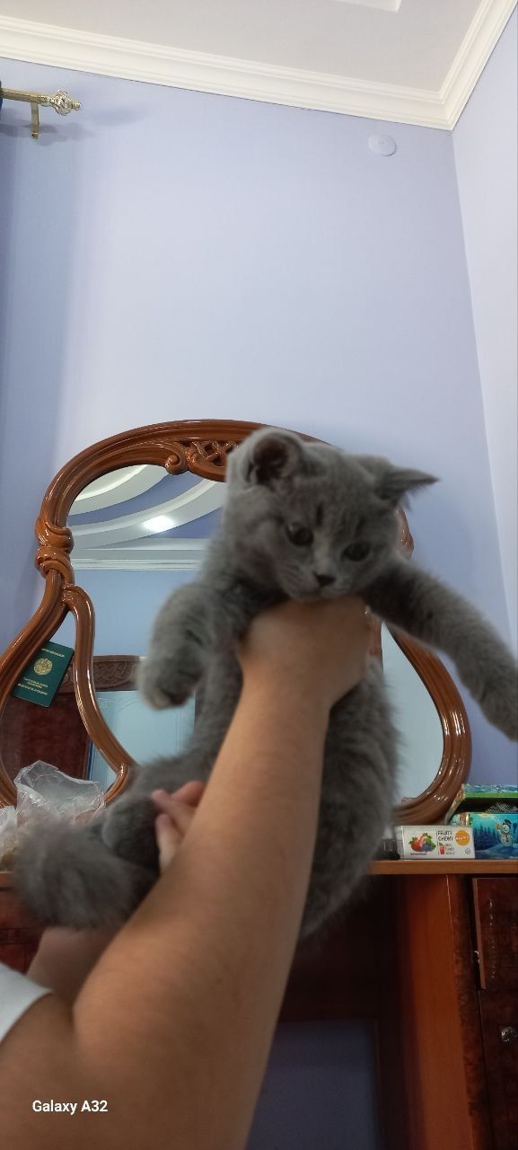 Скоттиш стайт сотилади
