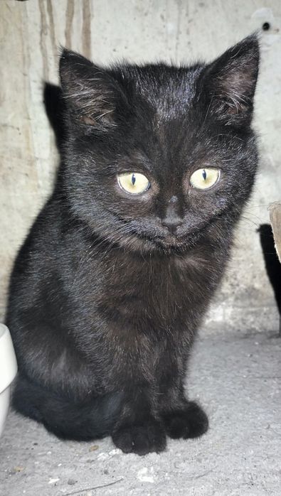 Котенок пару месяцев косшы