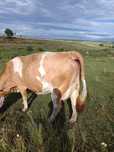 Vaca pentru abator