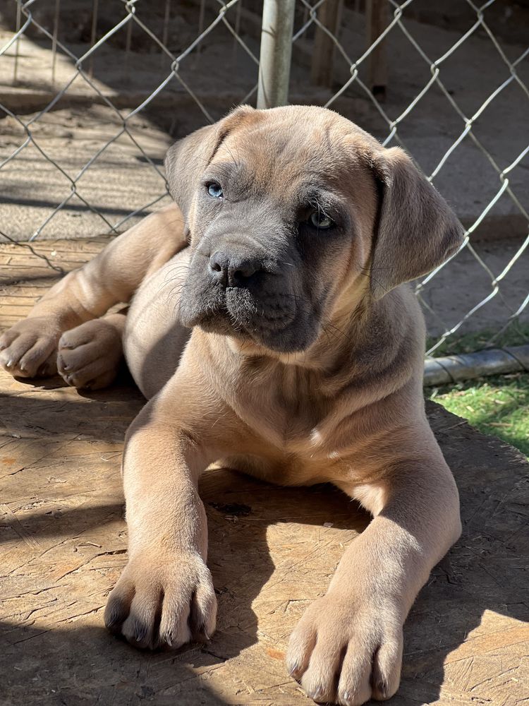 Pui Cane Corso formentino de la canisa autorizata Fci