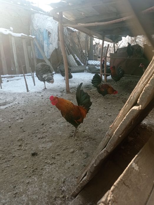 Продаю карликов петух