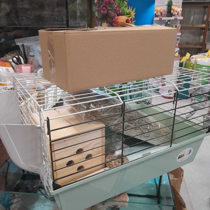 Морско свинче с къшта