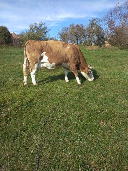 Vaca bălțată românească