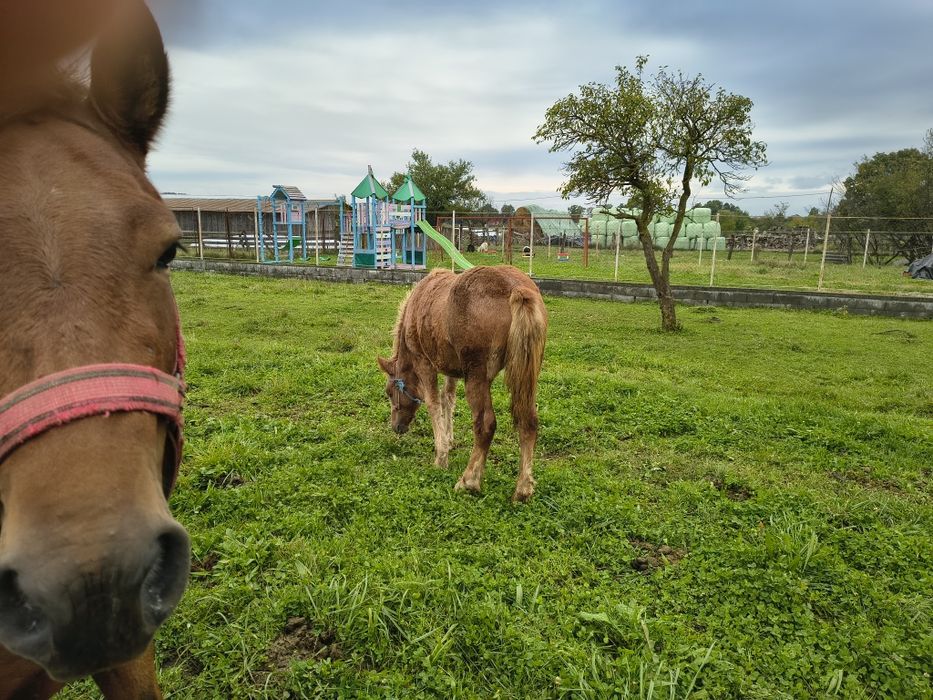 Vind mînză de 7 luni frumoasă semi greu