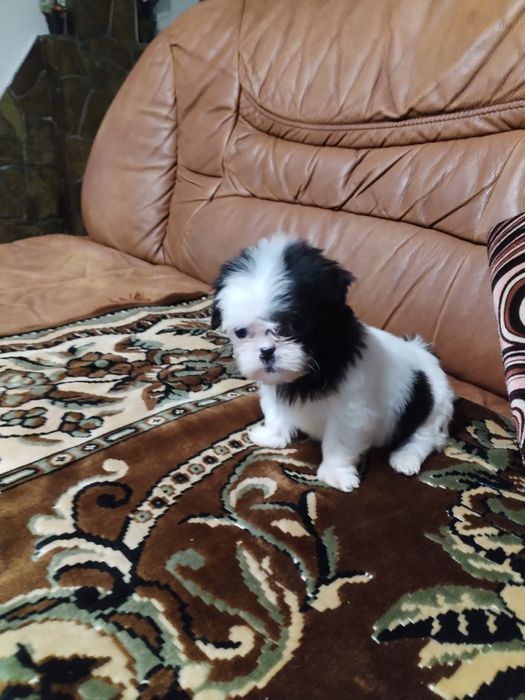 Fetiță adorabila shih-tzu