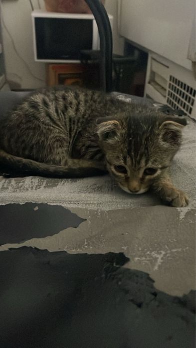 Котенок шотландский вислоухий
