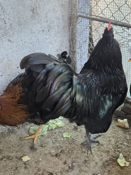 Cocosi Australorp negru/albastru