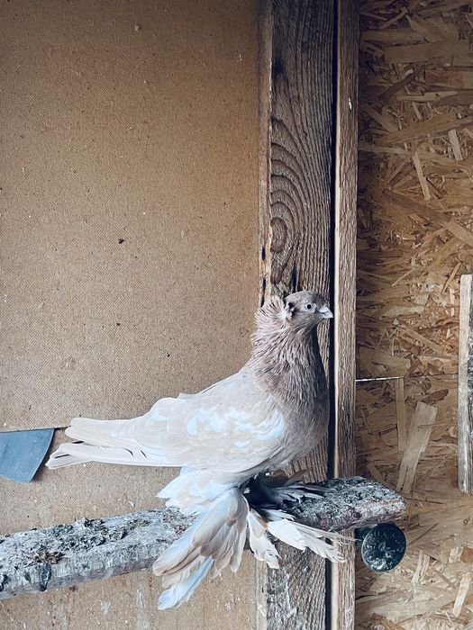 Самец на продажу