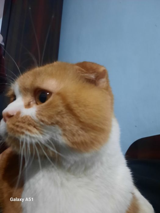 1.5 yosh mushuk yaxshi mushuk