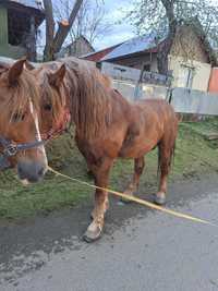 Cal de vânzare in satul Tăure, com. Nimigea