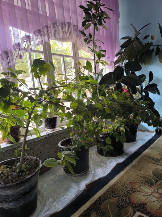 Фикус кора Шахзода китайский роза гуллари