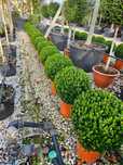 Buxus glob de mai multe dimensiuni