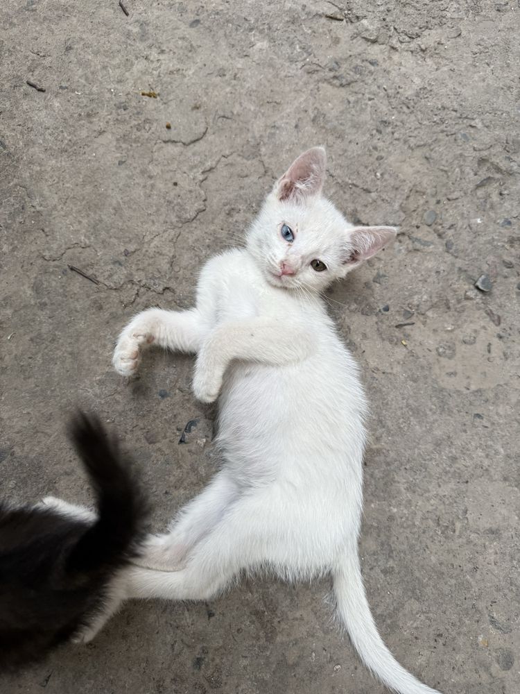 котята ищут дом!