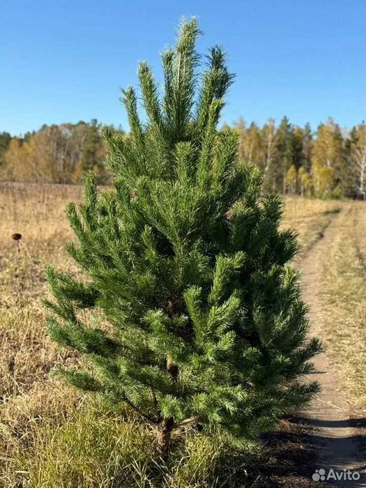 Элитная новогодняя  сосна Оптом