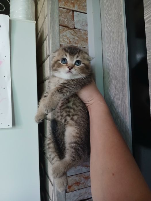 Продаю котят шиншил
