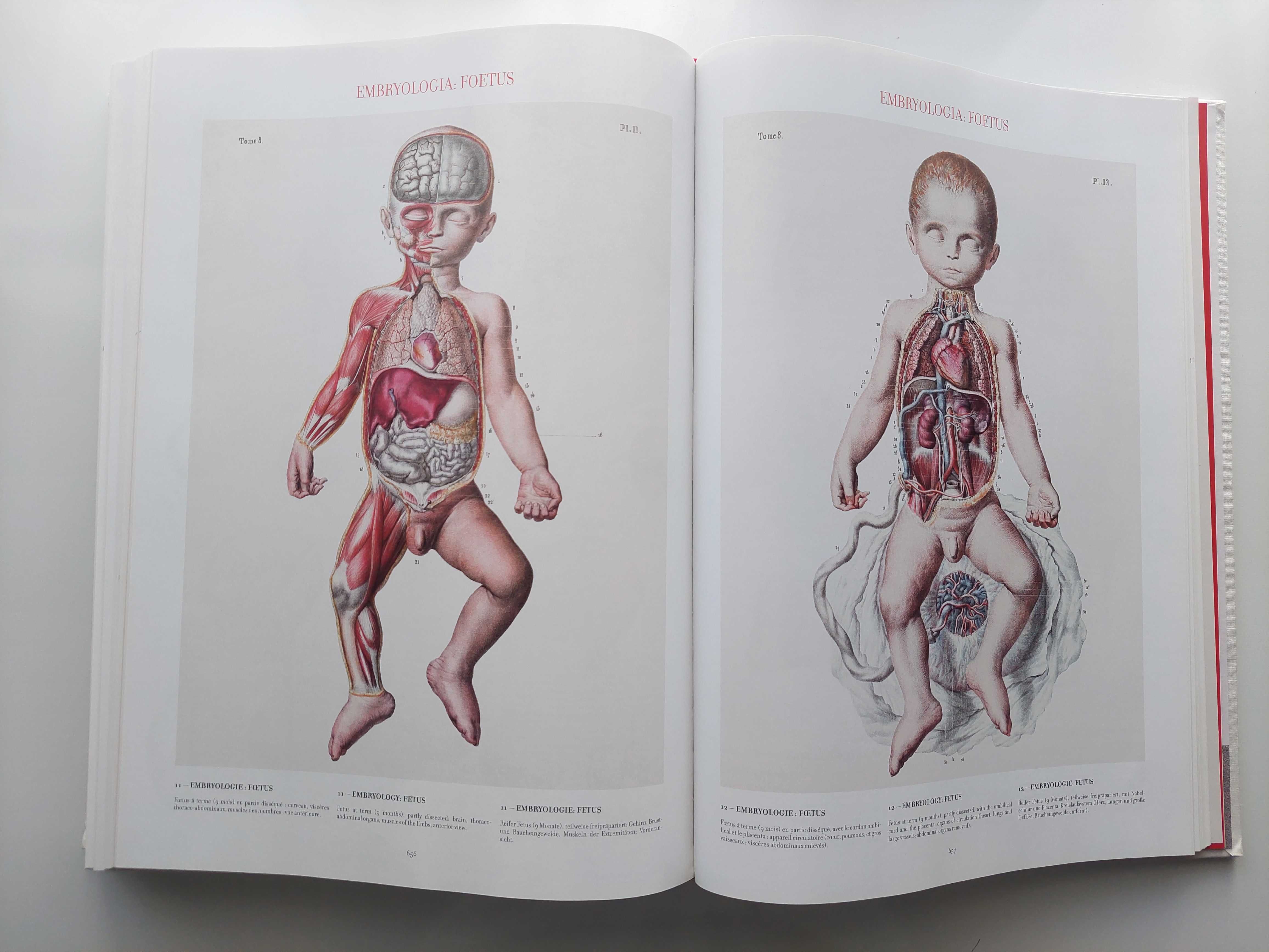 Bourgery. Atlas de anatomie și chirurgie umană