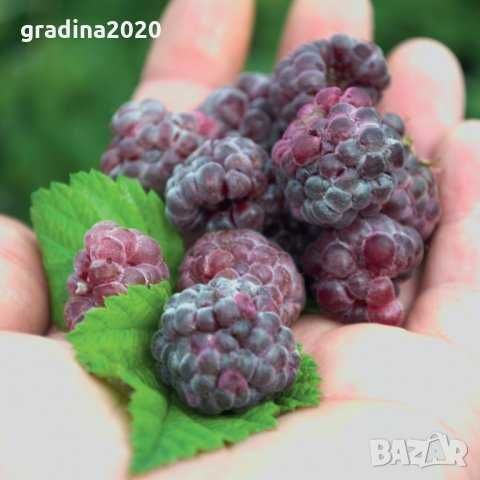 ЧЕРНА МАЛИНА  - Налични 4 сорта  и Лилава малина (Glencoe)