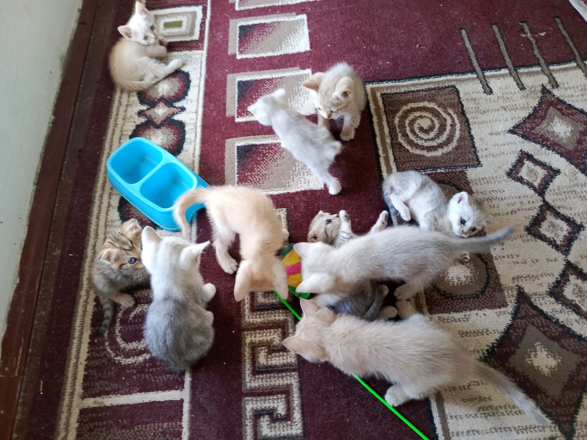 500mingdan 800mingacha zotdor mushukchalar
