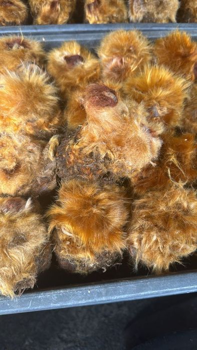 Продам папоротник Цыпленок .