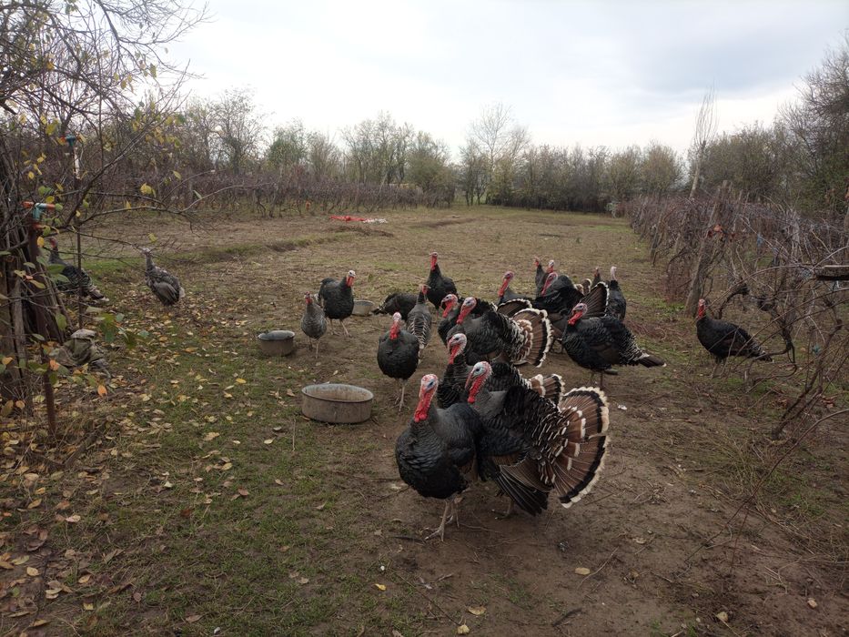 Vând curci și curcani de calitate!