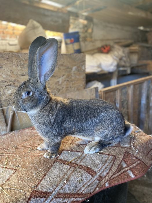 Masculi uriar german