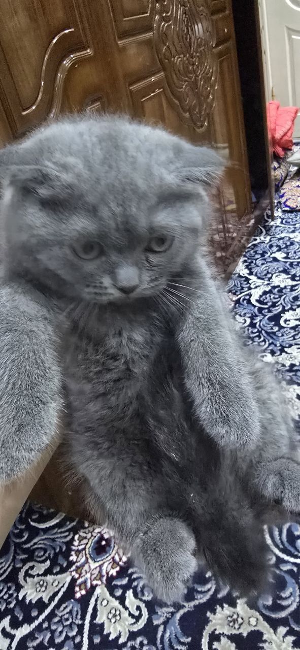 Британская короткошёрстная или Шотландская вислоухая. . Пародаси